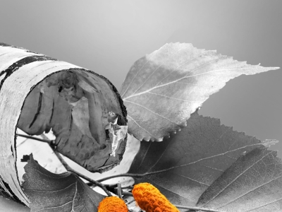 Ekstrakt z liści brzozy i jego zaskakujące działanie